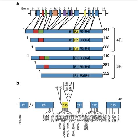 Human Brain Tau Isoforms And Mapt Mutations A Mapt And The Six Tau