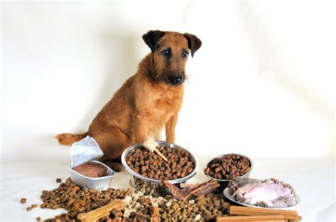 How to Diagnose and Manage Allergy Symptoms with Diet – Pet Honesty