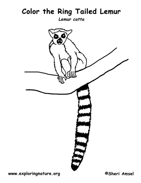 Lemur Ring Tailed Coloring Page