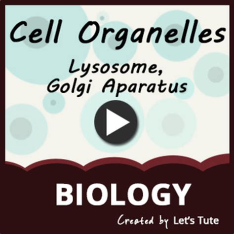 Science Biology Cell Organelles - Golgi Apparatus Lysosomes by Letstute