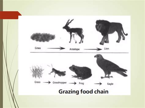 Lecture 5ppt Food Chain Food Web Ecological Pyramids PPT