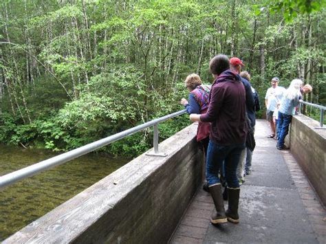 Sitka Salmon Tours Aktuelle 2021 Lohnt Es Sich Mit Fotos