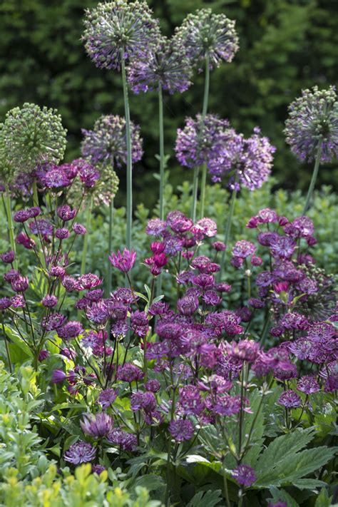 How to plant allium bulbs: expert tips for successful blooms | Gardeningetc