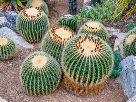 How Big Does A Golden Barrel Cactus Get Cactusway