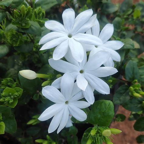 Jasminum Auriculatum Juhi Mullai Poo Santhi Online Plants Nursery