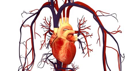 Los Tipos De Enfermedades Cardiovasculares M S Comunessexiezpix Web Porn