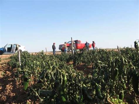 La Jornada Fr O Da A Mil Hect Reas De Cultivo En Norte Del Pa S