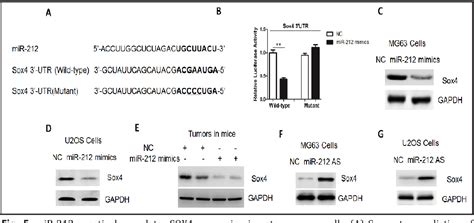 Figure From Microrna Inhibits Osteosarcoma Cells Proliferation