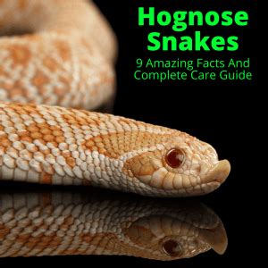 Hognose Snakes (9 Amazing Facts And Complete Care Guide)