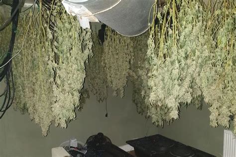 Three Arrested As Police Find Drugs And Bladed Weapons In Moston Cannabis Farm Raid Manchester