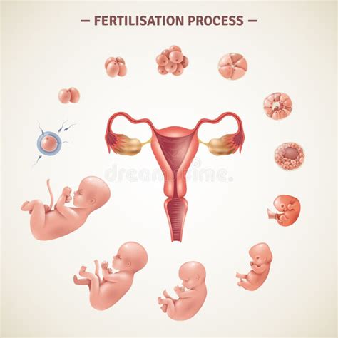 Modelo Plano Do Processo De Fertilização De Ovos Ilustração Do Vetor