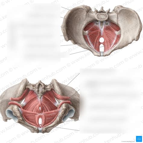 Pelvic Floor Diagram Quizlet