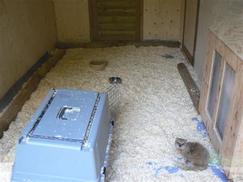 Yellow Mongoose Enclosure 25 October 2016 Askham Bryan Wildlife And