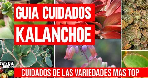 Por qué mi Kalanchoe no tiene flores Descubre los cuidados necesarios