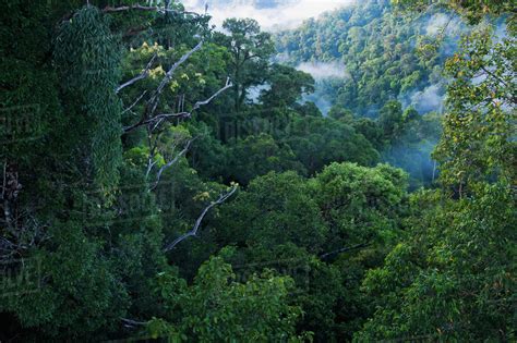 Jungle Scene On Canopy Walk At Ulu Temburong National Park Brunei