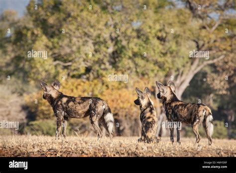 African Wild Dog hunting Stock Photo - Alamy