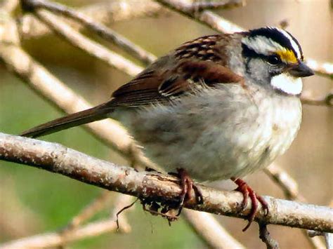 Wisconsin Birds: Pictures And Bird Identification Tips