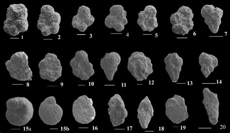 Dwarf Planktic And Benthic Foraminifera Upper Maastrichtian C Rdenas