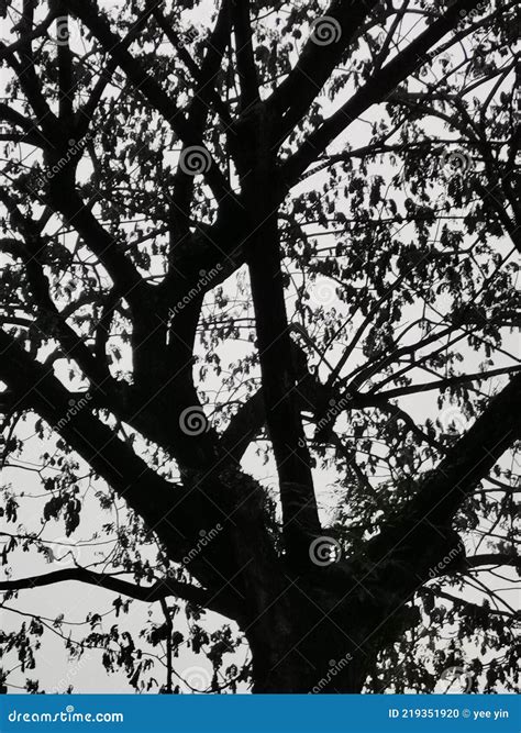 shadow tree apartments 6