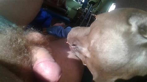 Blowjob Man And Dog Zoo Tube 1