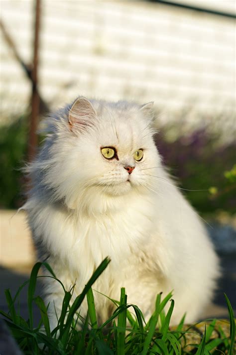 Gatos Persa Consejos Y Cuidados De Estos Encantadores Felinos