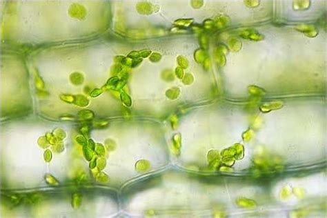 Elodea Cells Labeled