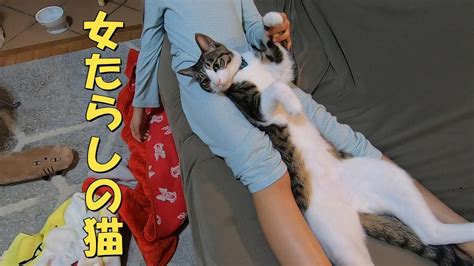 娘の唇を奪っちゃうなんて！全く女たらしの猫！w 暴れ猫保護猫ハナ♂ Youtube