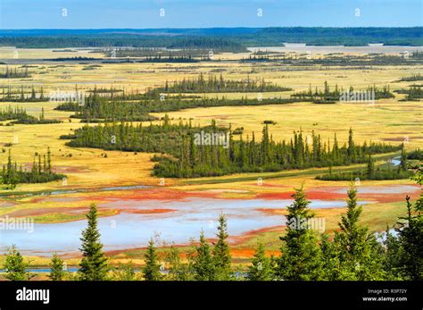 Canada Northwest Territories Wood Buffalo National Park Salt Plain