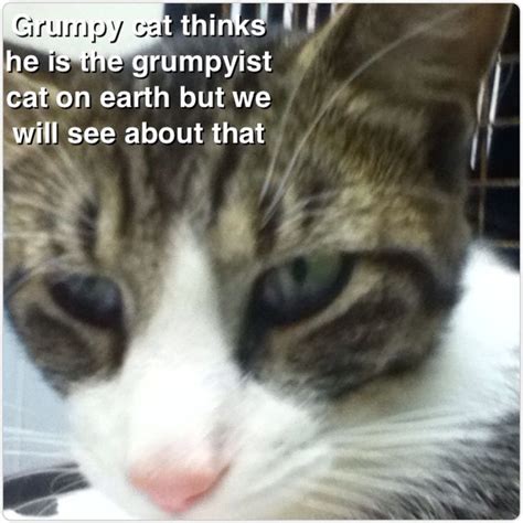 I Am The Grumpiest Cat Cats Grumpy Cat Grumpy