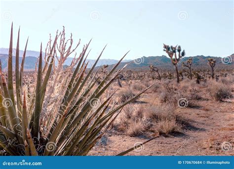 Mojave Yucca Yucca Schidigera Na Pustyni Mojave Park Narodowy Joshua