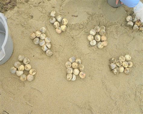 Beach lighting a big problem for sea turtle hatchlings | Turtle Island ...