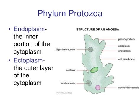 Overview Of Protozoa