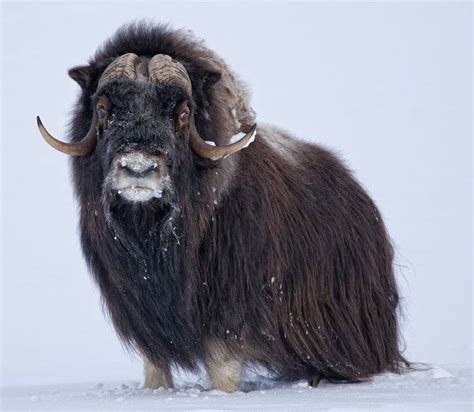 Musk Ox | Northern Wildlife references | Pinterest