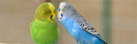 How To Tell The Sex Of Parakeets Telegraph