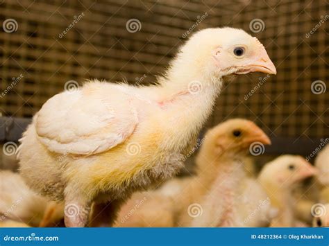 Chicken Broilers Poultry Farm Stock Photo Image Of Cage Agriculture