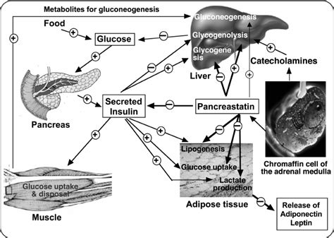 Regulation Of Glucose Homeostasis In Different Tissuesorgans By