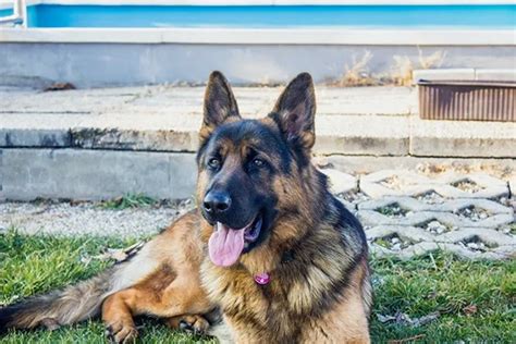 Alman Kurdu Cinsi Köpek Özellikleri Bakımı Beslenmesi ve Eğitimi