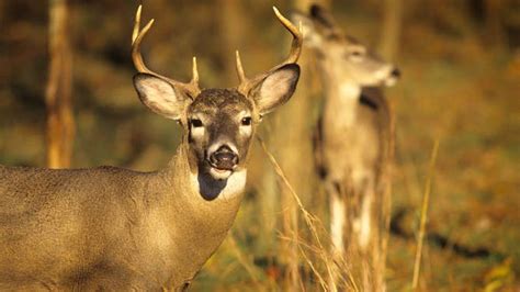 People are panicking over ‘zombie deer’ — here are the facts | Fox Weather