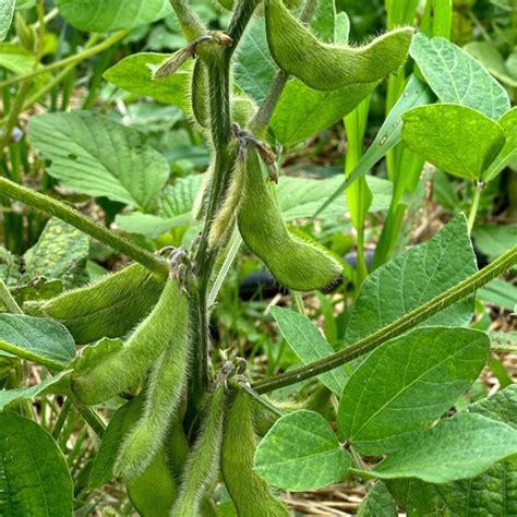 midori giant edamame truelove seeds