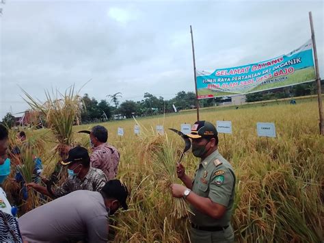 Petani Binaan Pertamina Ep Asset Field Cepu Panen Raya Padi Organik