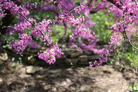 Shade-Giving & Fast-Growing Trees for Small Yards – Food Forest Living