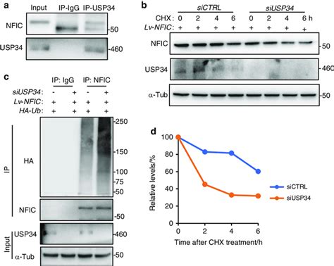 Usp Deubiquitinates And Stabilizes Nfic A Co Immunoprecipitation Of