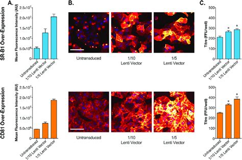 Receptor Over Expression Enhances Hcv Infection Huh 75 Cells Were