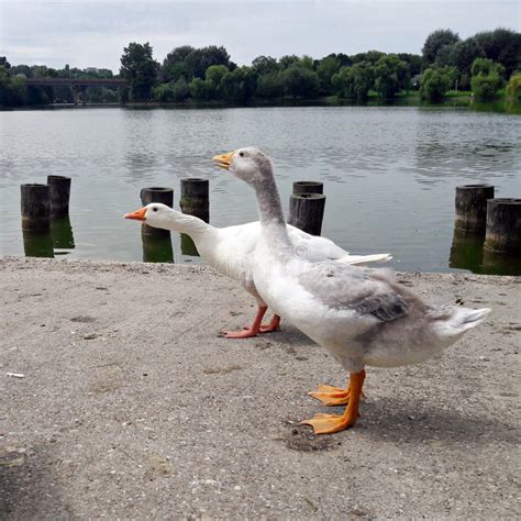 Two geese on the pond stock image. Image of poultry - 123078393