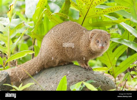 Small Indian Mongoose High Resolution Stock Photography and Images - Alamy