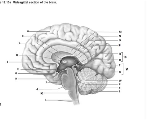 Chapter 13: CNS Diagrams part 4 Flashcards | Quizlet