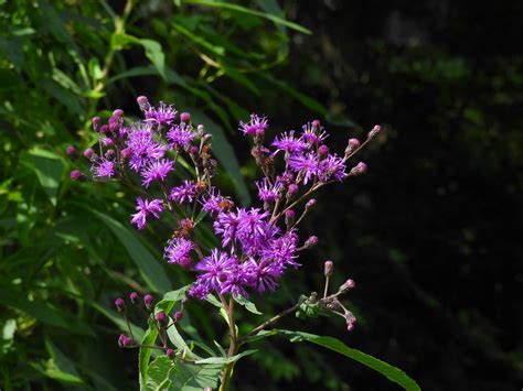 Vernonia Gigantea Giant Ironweed Seven Bends Nursery