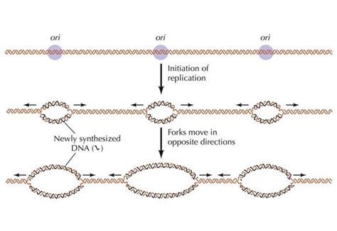 Initiation Of Dna Replication Image Eurekalert Science News Releases