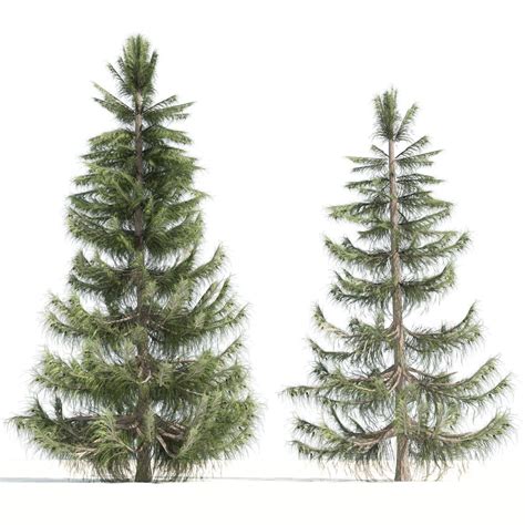 3d Northern White Cedar Trees Model Turbosquid 2110366