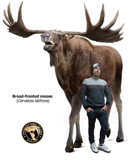 Enormous Moose Prehistoric Wildlife